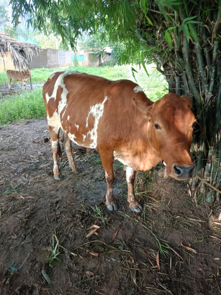 HF Cow in  ODISHA