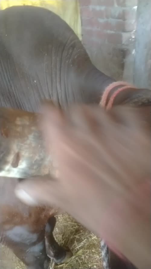 Gir Cow G2151 in  UTTAR PRADESH