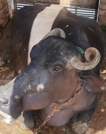 dogli Buffalo O0684 in  UTTAR PRADESH