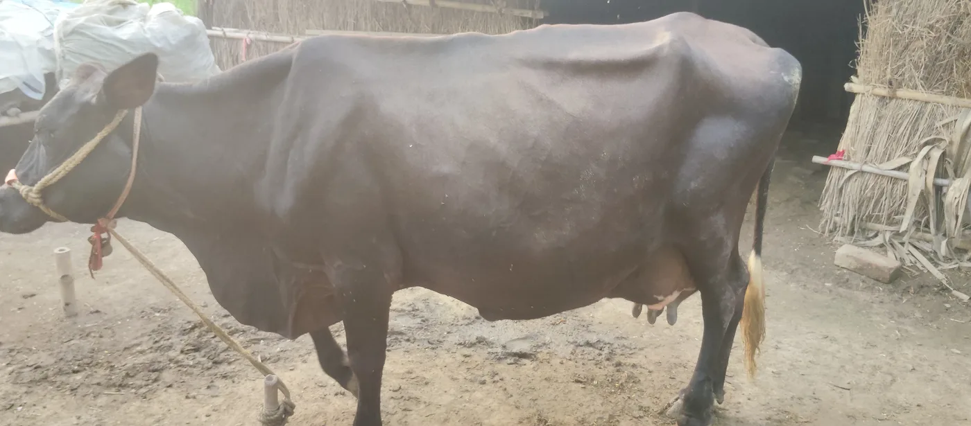 Jersey Cow J1604 in  BIHAR