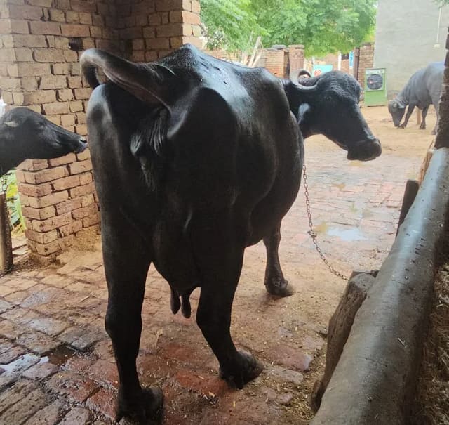 Jafarabadi Buffalo in  HARYANA