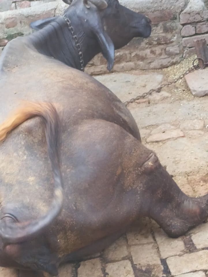 Jafarabadi Buffalo J0492 in UTTAR PRADESH
