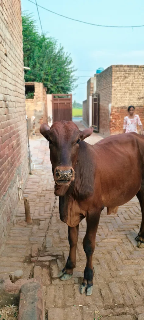 Sahiwal+gir Cow O0529 in  PUNJAB