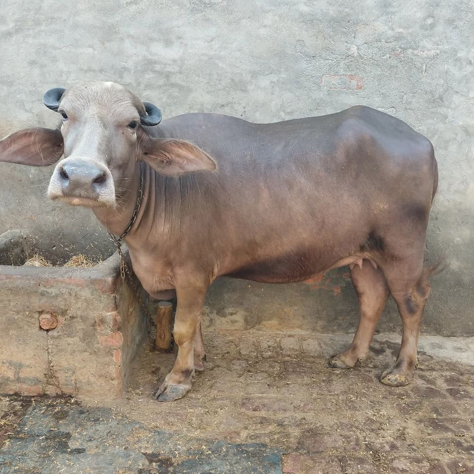 Others Buffalo in  HARYANA