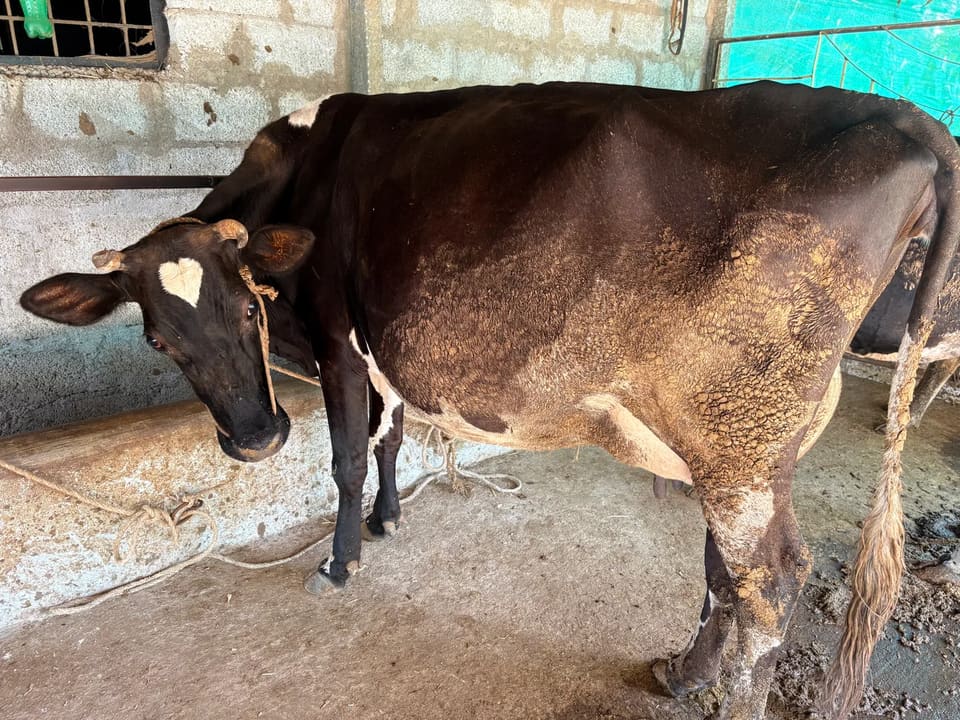 HF Cow H3204 in  KARNATAKA