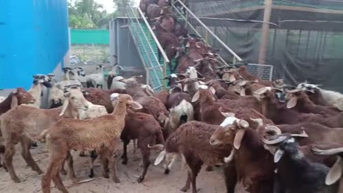 Deccani Sheep D0200 in  ANDHRA PRADESH