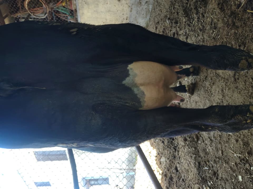 HF Cow in  MAHARASHTRA