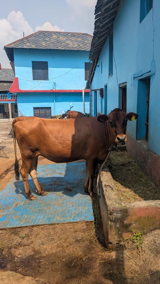 Jersey Cow in  HIMACHAL PRADESH