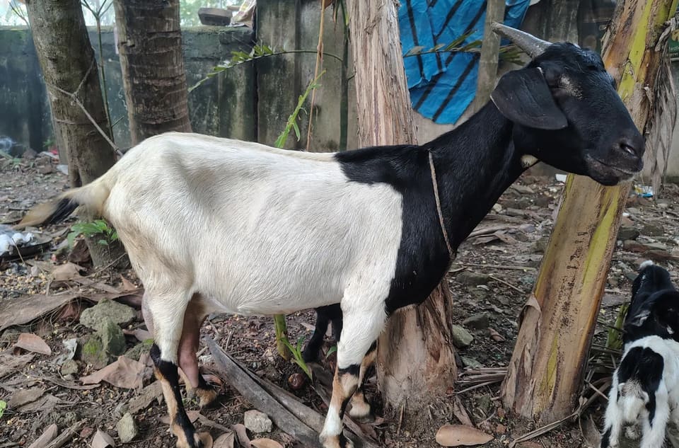 Patni Goat O0250 in  WEST BENGAL