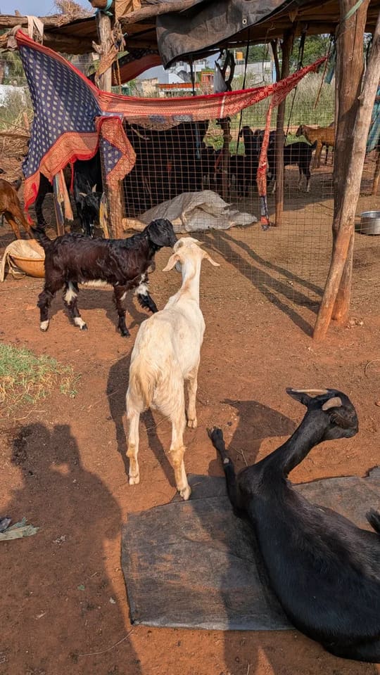 Others Goat in  KARNATAKA