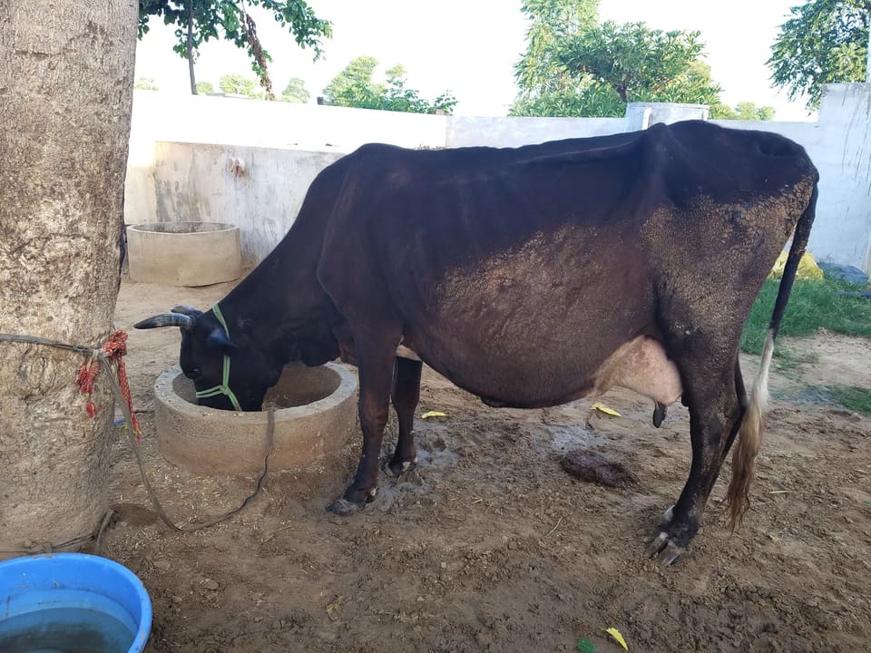 American Cow O0590 in  RAJASTHAN