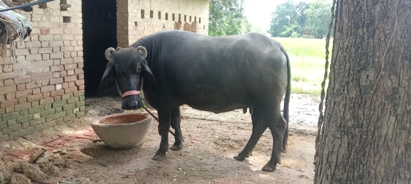 Murrah Buffalo in  UTTAR PRADESH