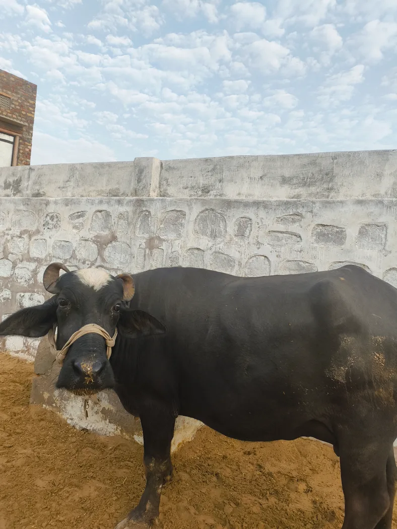 Murrah Buffalo in  RAJASTHAN