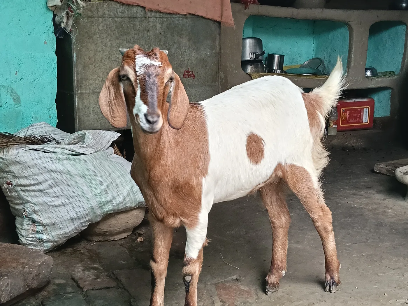 Jakhrana Goat in  BIHAR