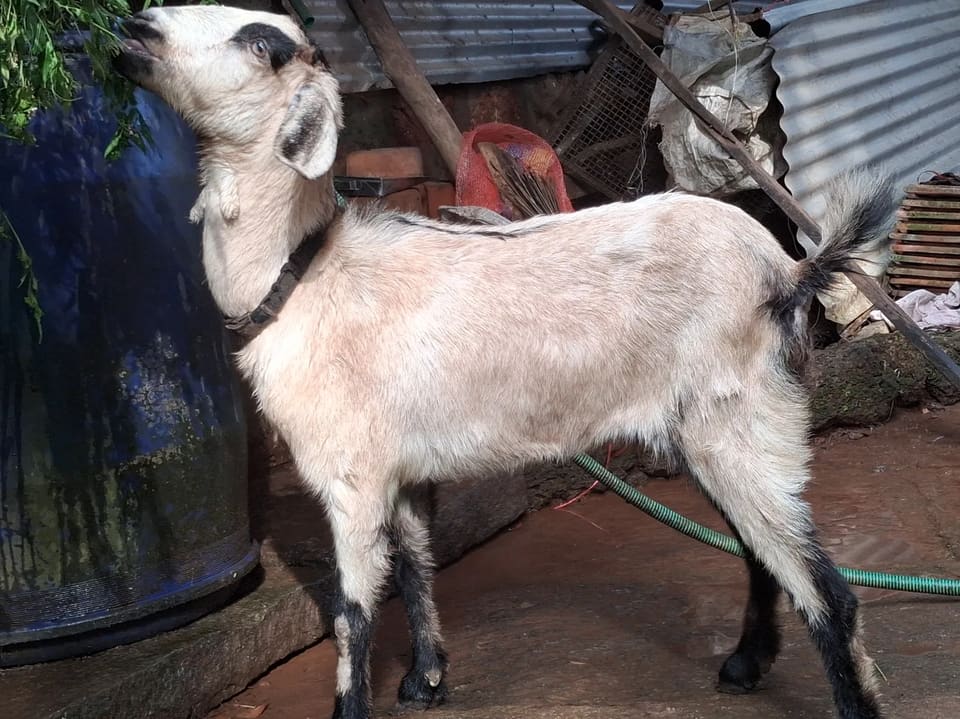 Malabari Goat M0286 in  KARNATAKA