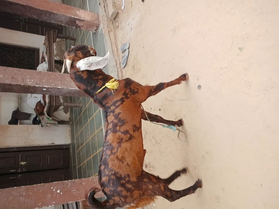 Sirohi Goat O0982 in RAJASTHAN