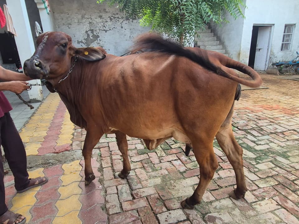 Gir Cow G2126 in  UTTAR PRADESH