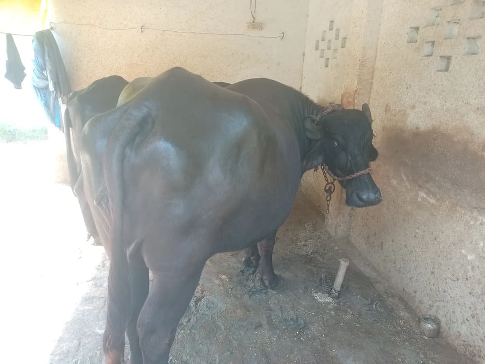 Others Buffalo in  UTTAR PRADESH