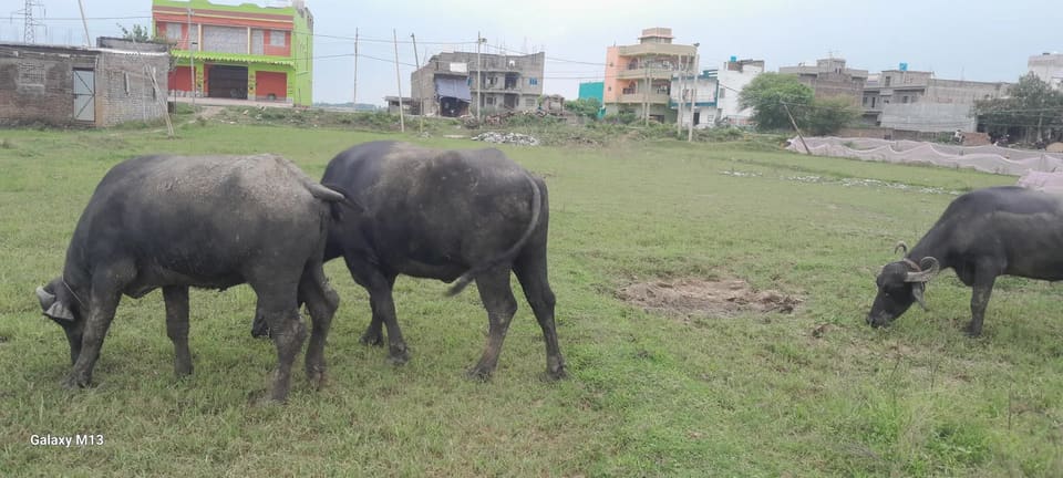 Murrah Buffalo in  BIHAR
