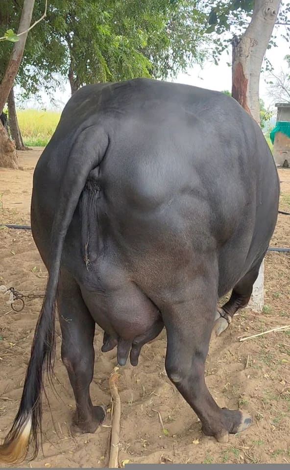 Others Buffalo in  GUJARAT