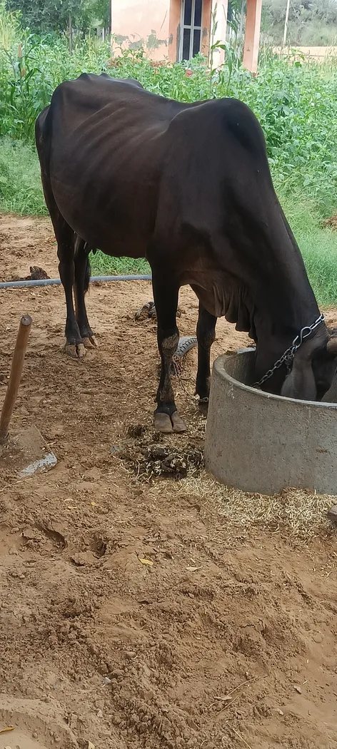 Jersey Cow in  RAJASTHAN