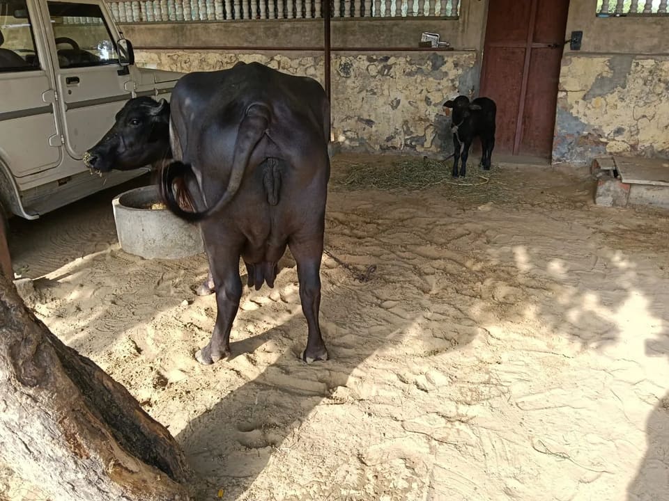 Murrah Buffalo in RAJASTHAN
