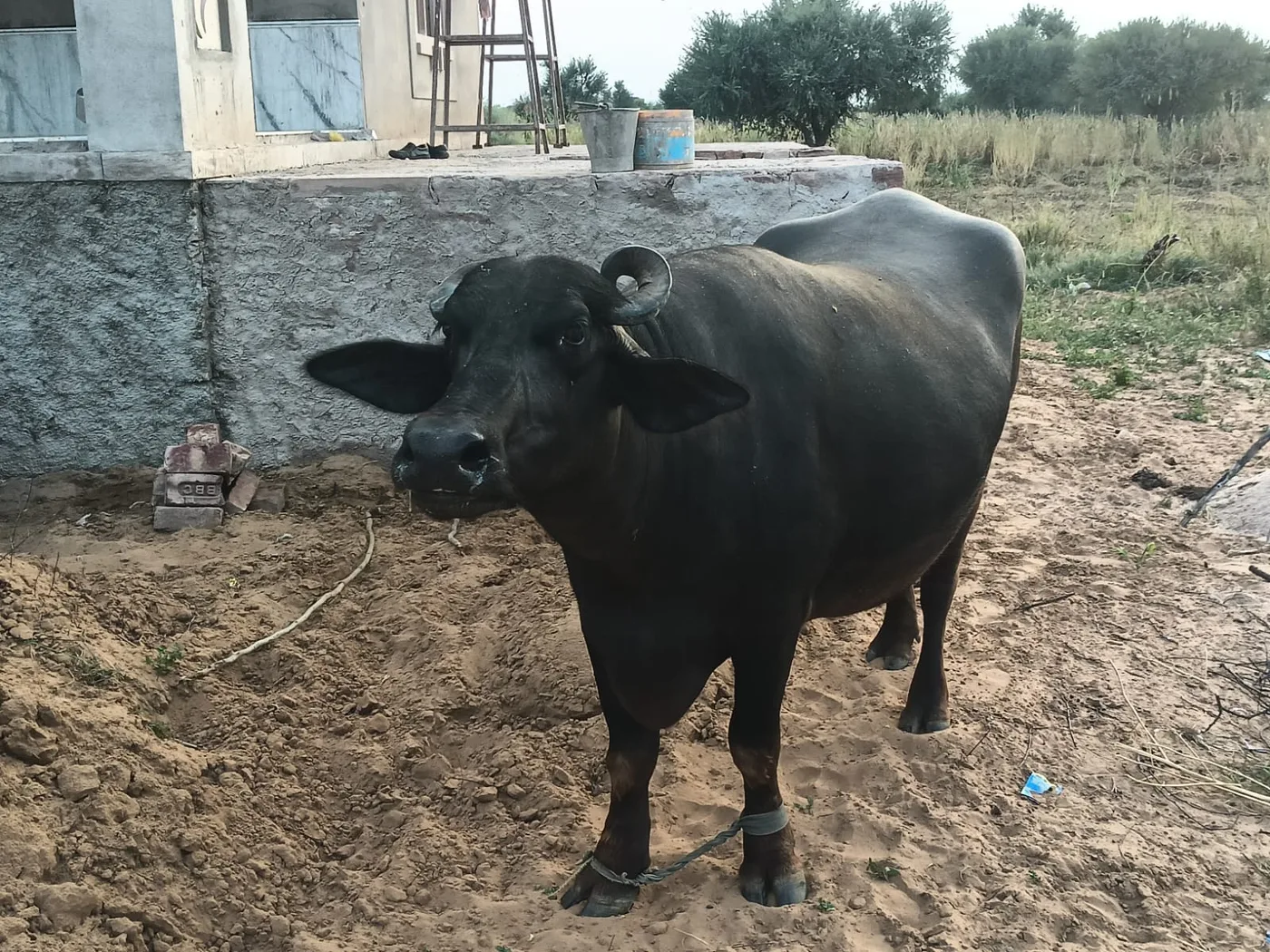 Murrah Buffalo in  RAJASTHAN