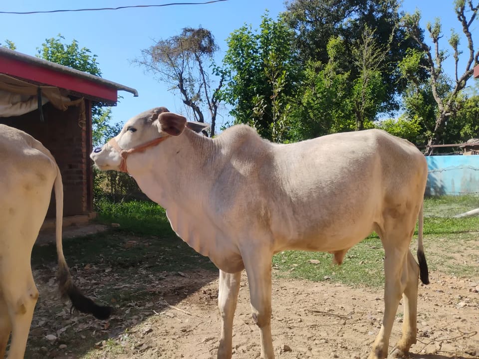 Others Others in  HIMACHAL PRADESH