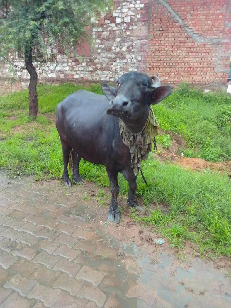 Banni  Buffalo in RAJASTHAN