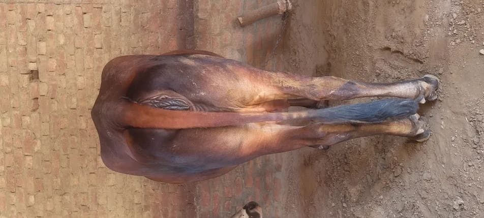 Sahiwal Cow in  PUNJAB