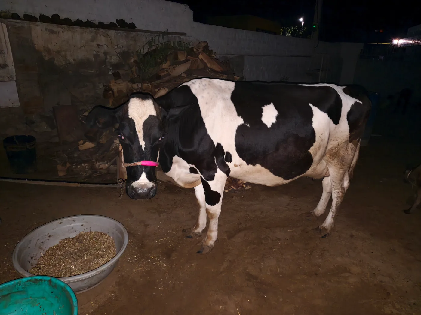 HF Cow in  RAJASTHAN