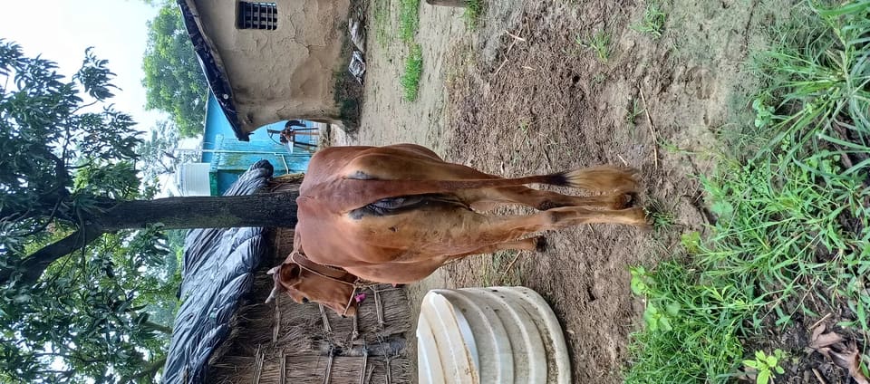 Sahiwal Cow in  UTTARAKHAND