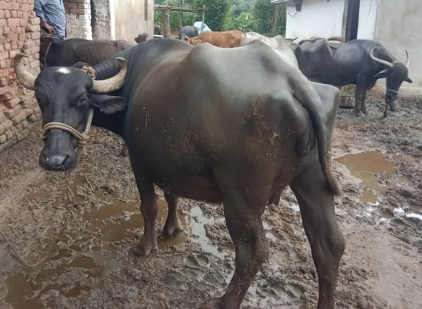 Others Buffalo in  MADHYA PRADESH