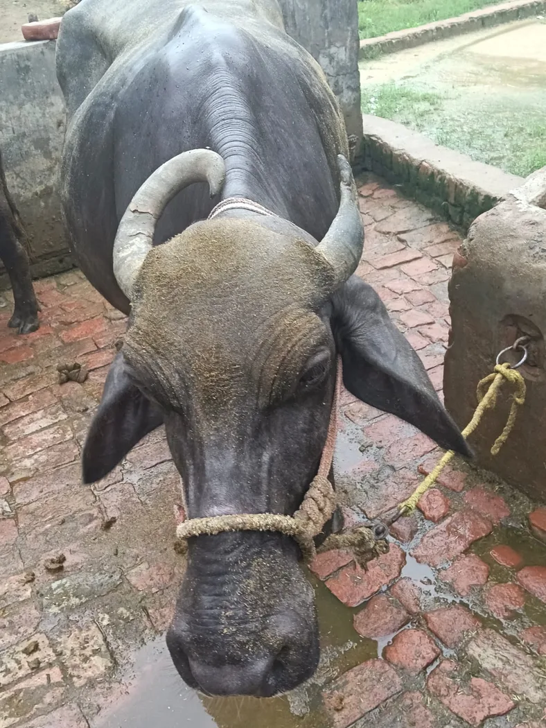 Surti Buffalo in  UTTAR PRADESH