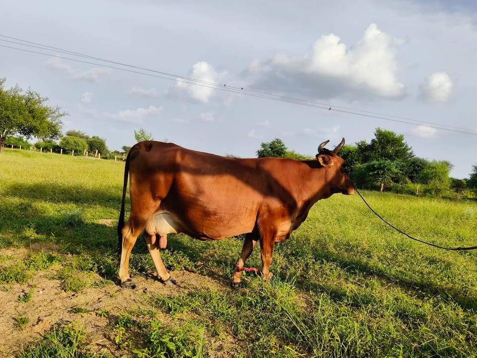 Jersey Cow J1520 in  RAJASTHAN