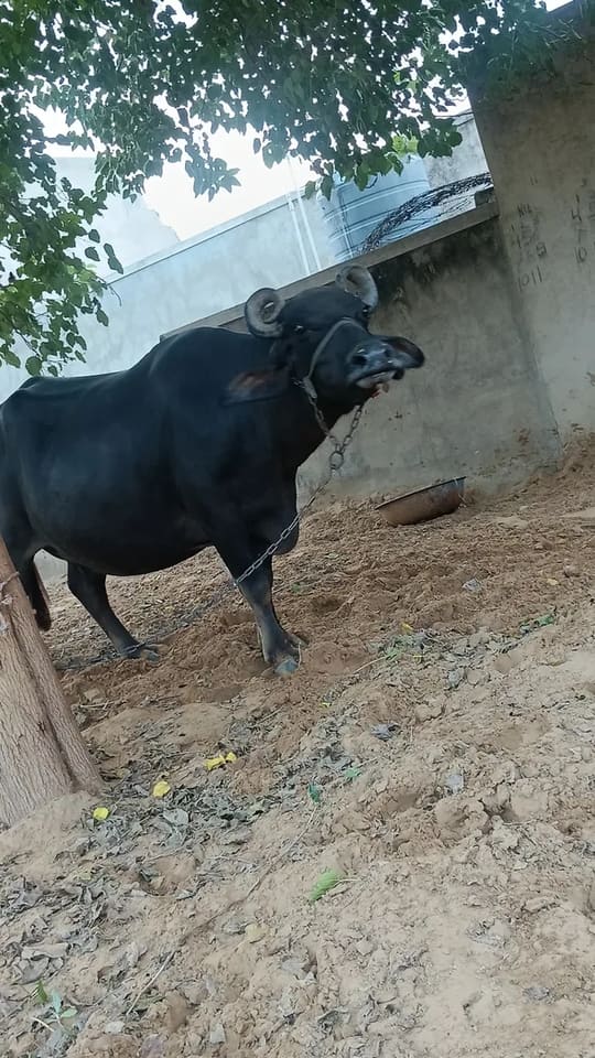 कुंभी Buffalo O0521 in  RAJASTHAN