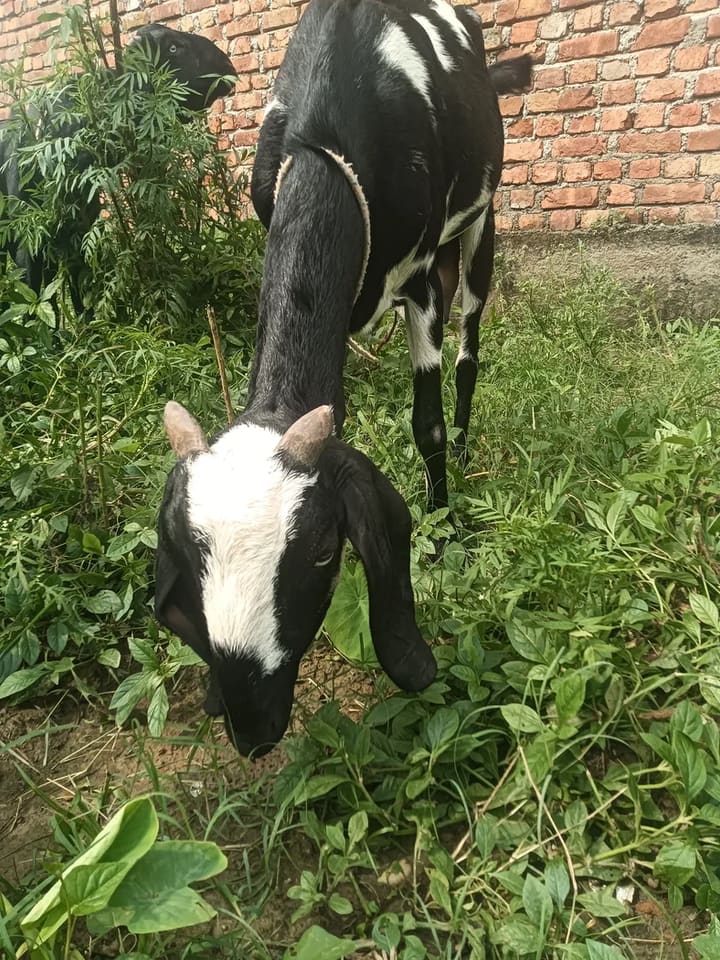 Others Goat in  UTTARAKHAND