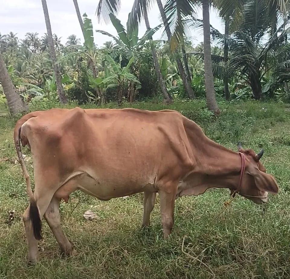 Naatu maadu maadu O0603 in  TAMIL NADU