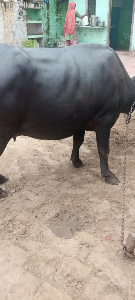 Murrah Buffalo in  RAJASTHAN