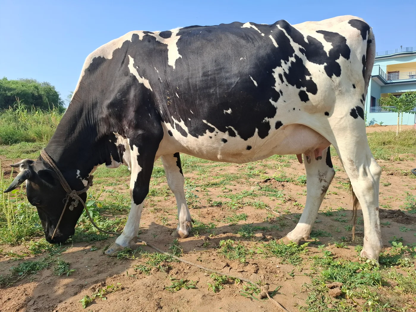 HF Cow H3230 in  RAJASTHAN