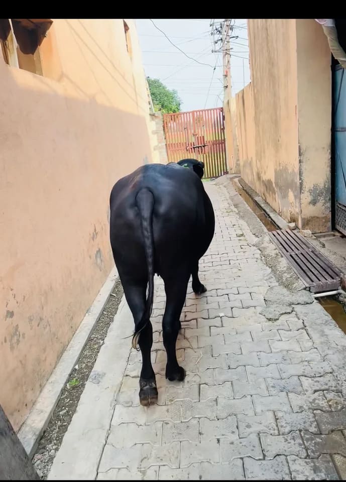Murrah Buffalo in  HARYANA