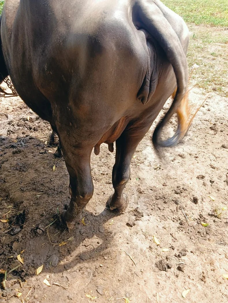Jafarabadi Buffalo in  GUJARAT