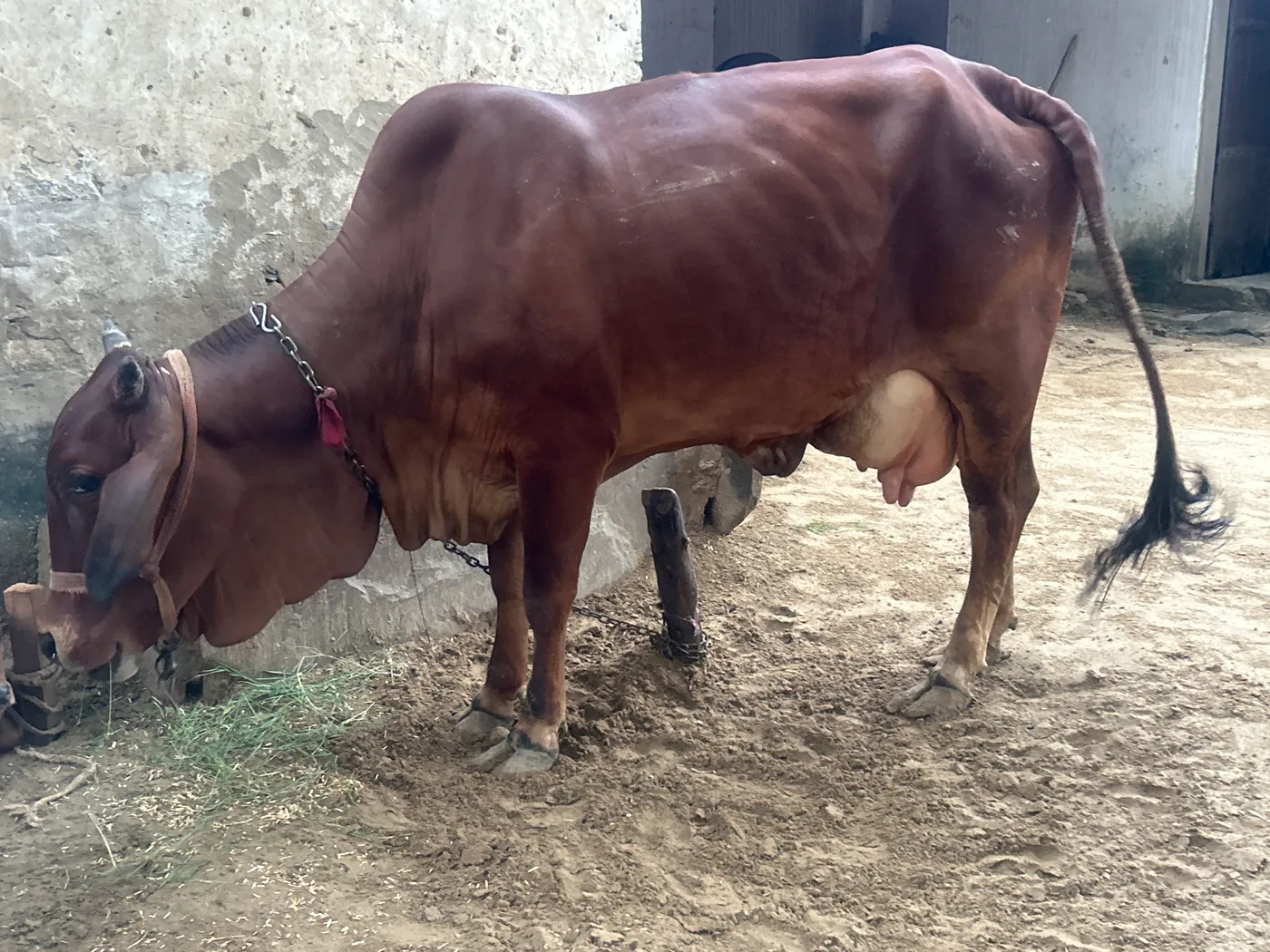 Sahiwal Cow in  RAJASTHAN