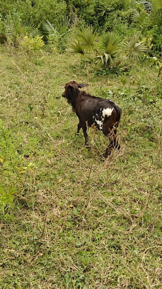 Punganur  Cow in  ANDHRA PRADESH