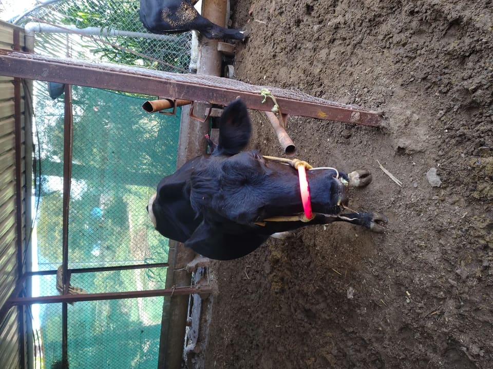 HF Cow in  MAHARASHTRA