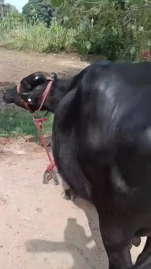 Murrah Heifer Buffalo M5300 in  PUNJAB