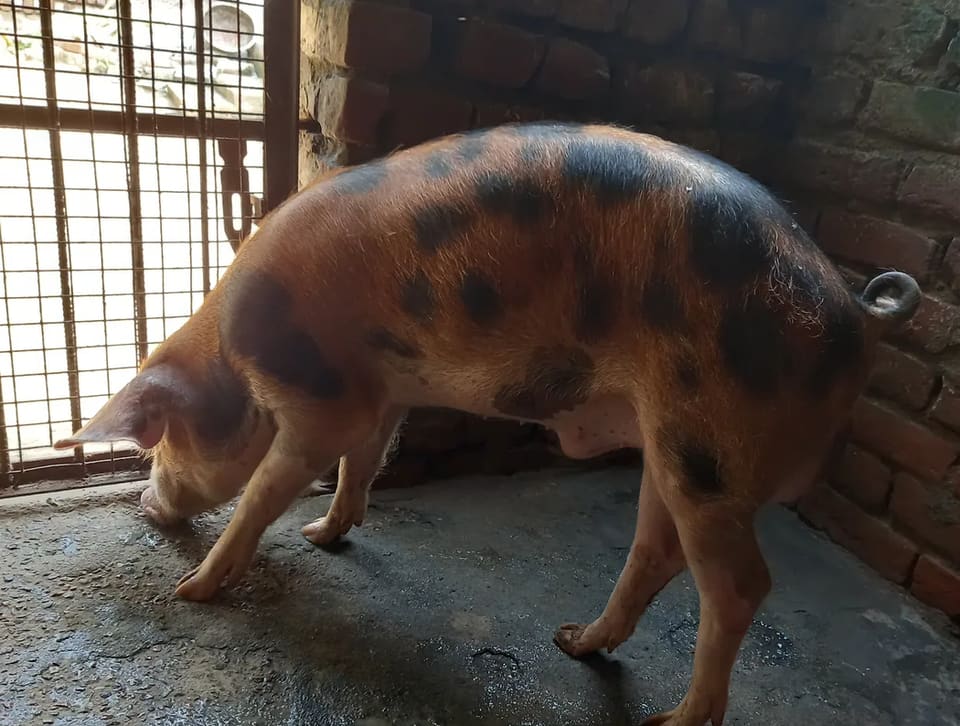 Crossbred Pig O0945 in  HARYANA