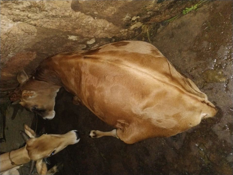 Jersey Heifer Cow J1602 in  ODISHA