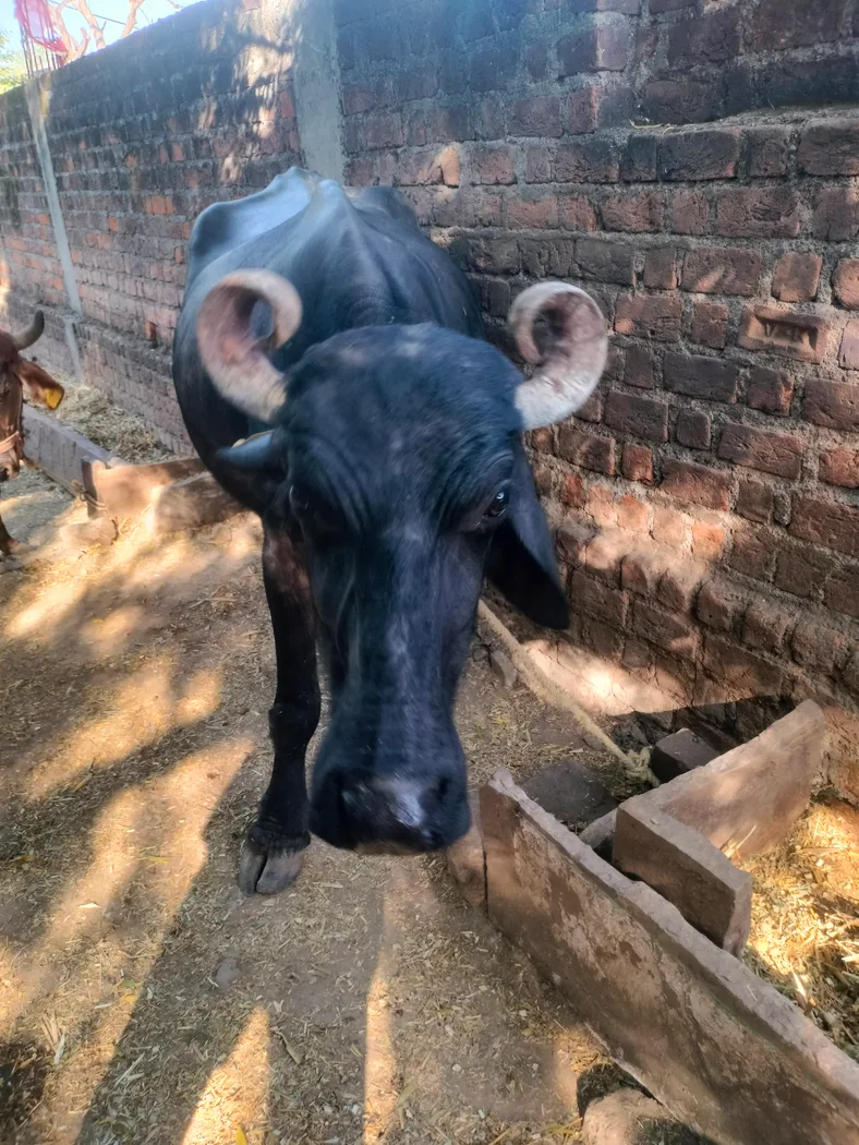 Murrah Buffalo in  MADHYA PRADESH