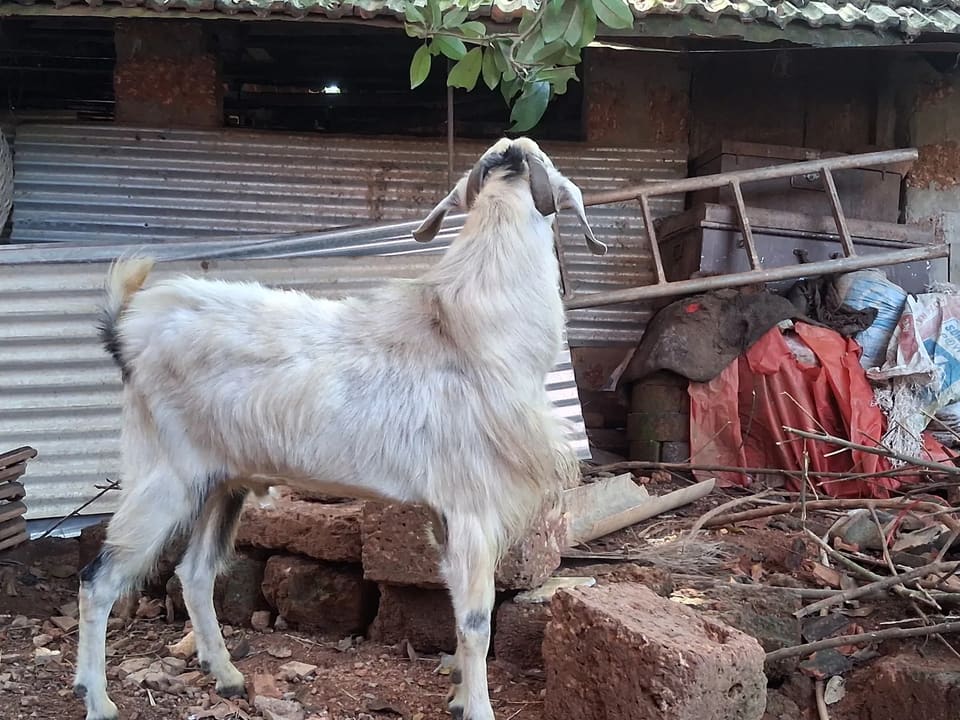 Malabari Goat in  KARNATAKA